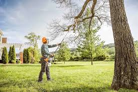 How Our Tree Care Process Works  in  Keenesburg, CO